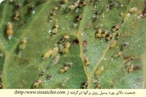 ربات مه پاش جهت مبارزه با آفات و پسیل پسته